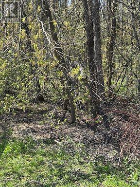 145 COURTLAND STREET