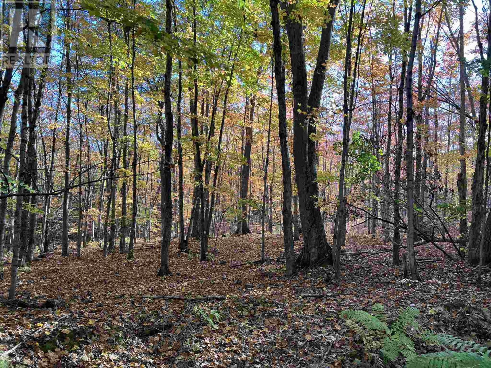 59 Scheuermann RD