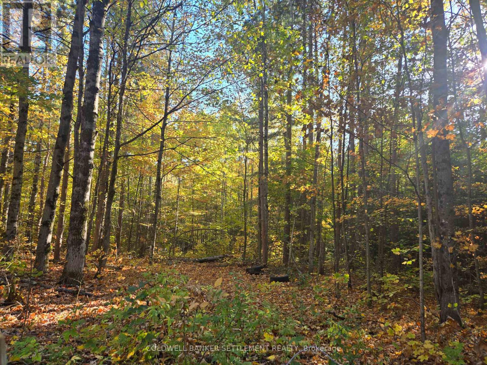 0 DALHOUSIE CON 4 CONCESSION